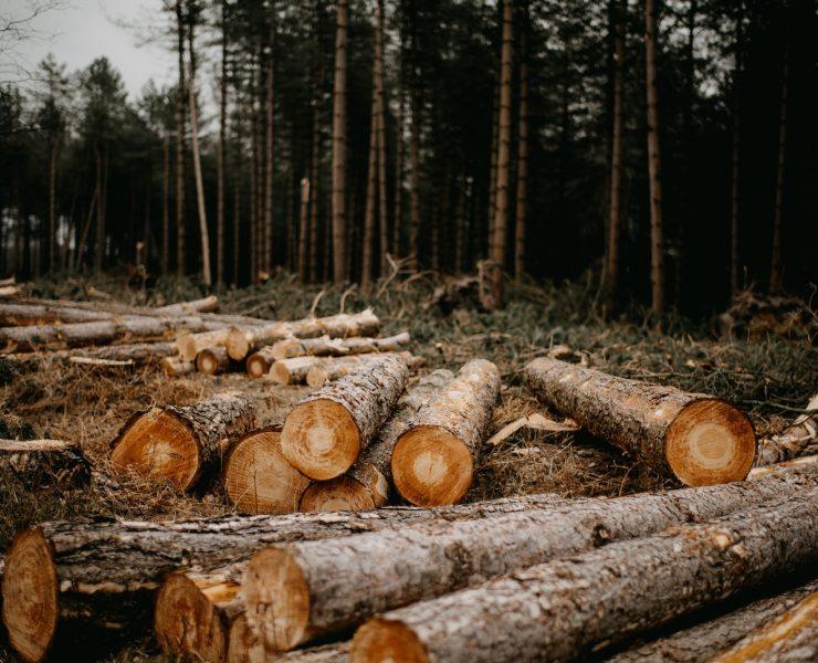 a pile of logs sitting in the middle of a forest