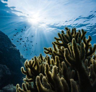 green corals under water