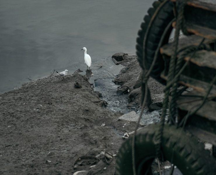 a white bird sitting on top of a sandy beach