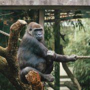 a gorilla sitting on a rope in a tree