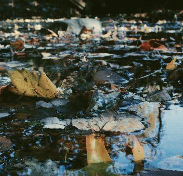 brown dried leaves on water