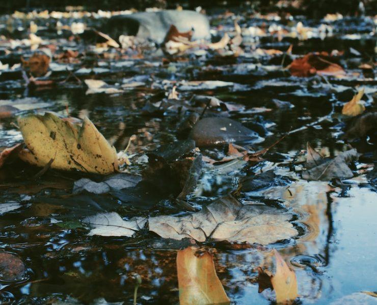 brown dried leaves on water