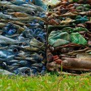 fishes on green grass field