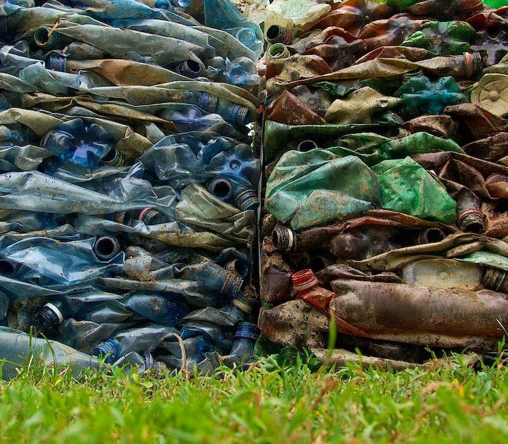 fishes on green grass field