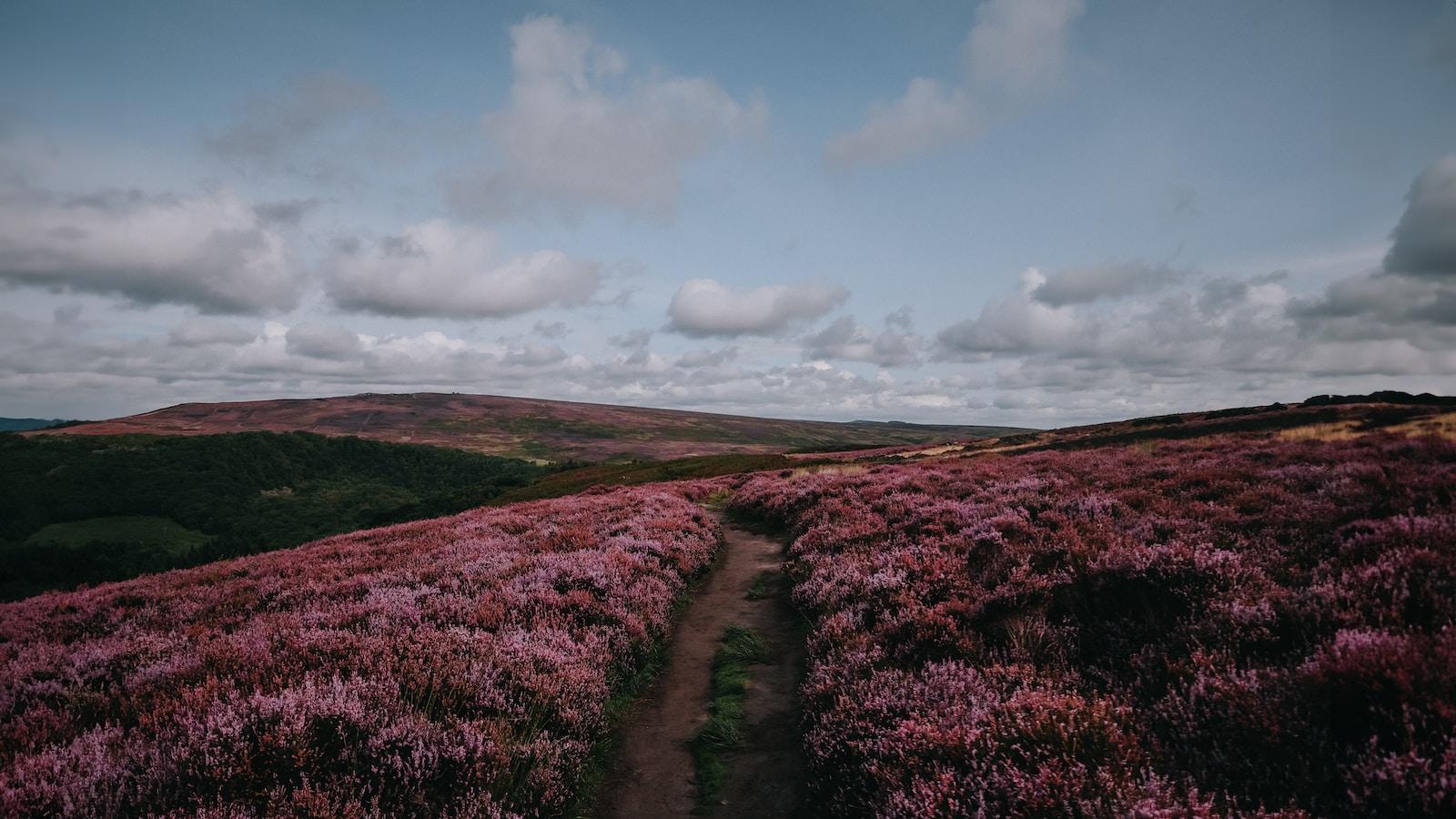 a dirt path running through a field of purple flowers