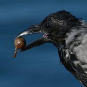 black and white bird on brown wooden stick