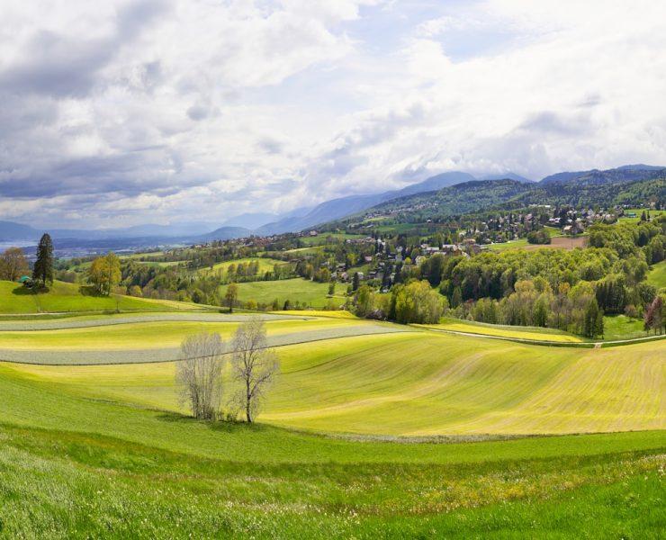green trees under clear blue sky