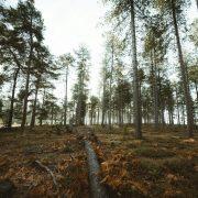 brown tree trunk on brown soil