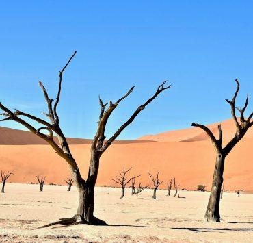 person taking picture of bare trees