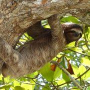 brown animal hanging on tree