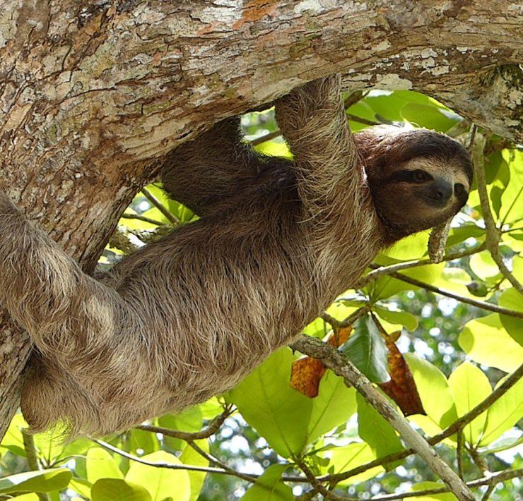 brown animal hanging on tree