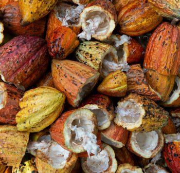 open cacao fruit lot