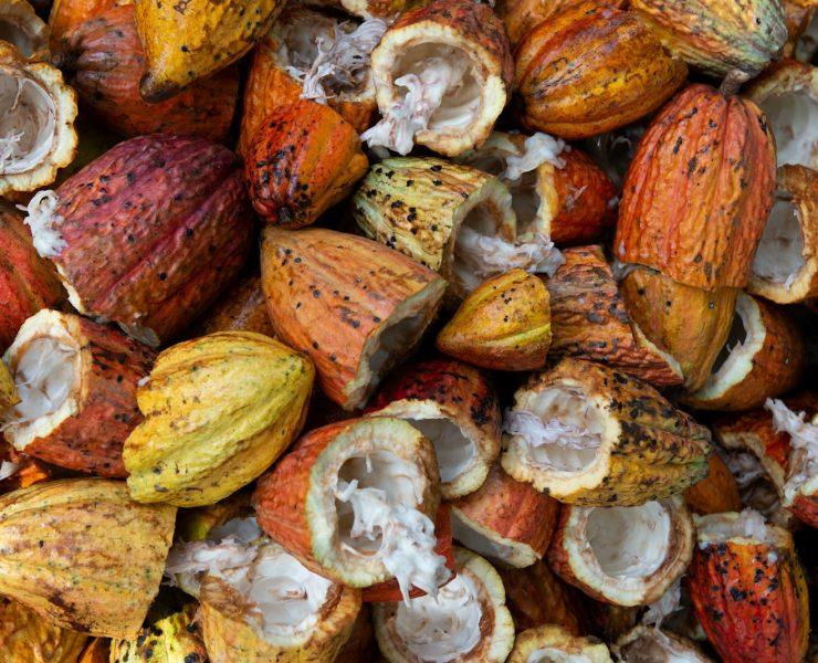 open cacao fruit lot