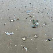 a bunch of sea shells on a beach