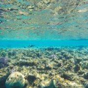an underwater view of a coral reef in the ocean
