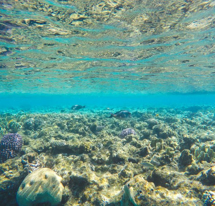 an underwater view of a coral reef in the ocean