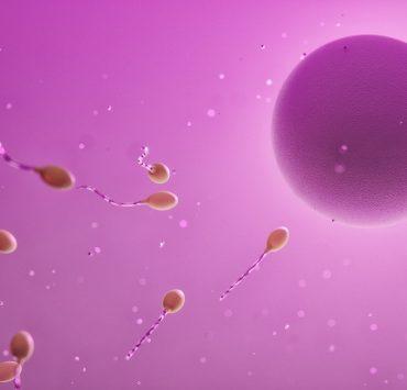 ovum, sperm, fertilization