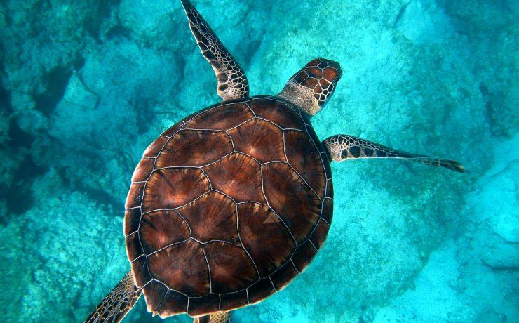 brown turtle swimming in ocean